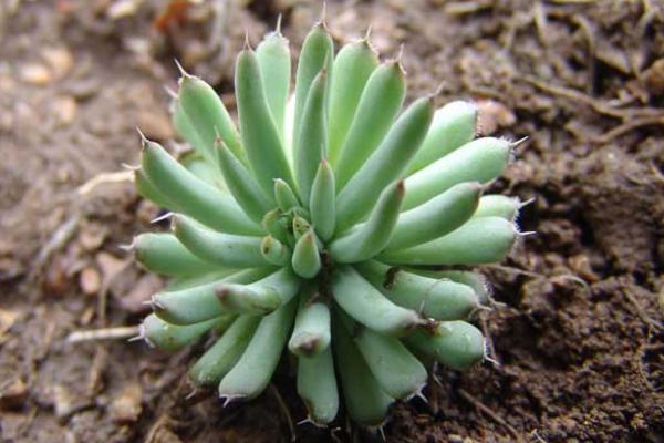 瓦松的功效與作用及禁忌 瓦松不開花因素有哪些