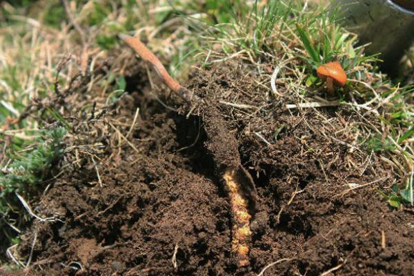 孕婦可以吃冬蟲夏草嗎 冬蟲夏草如何吃