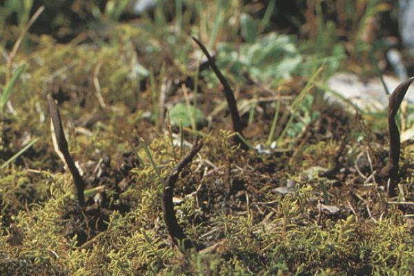 孕婦可以吃冬蟲夏草嗎 冬蟲夏草如何吃