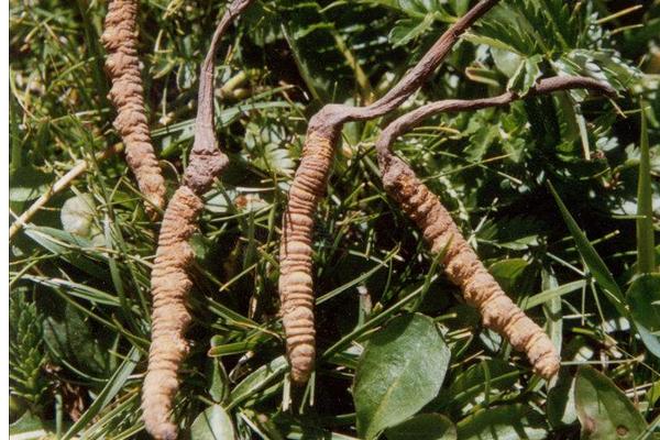 孕婦可以吃冬蟲夏草嗎 冬蟲夏草如何吃