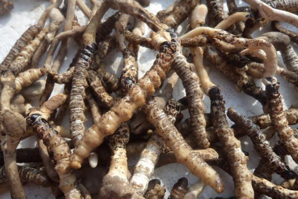 孕婦可以吃冬蟲夏草嗎 冬蟲夏草如何吃