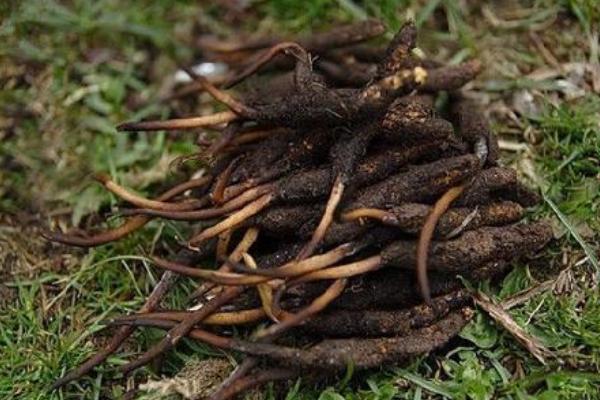 孕婦可以吃冬蟲夏草嗎 冬蟲夏草如何吃