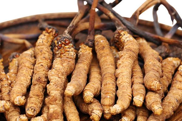 孕婦可以吃冬蟲夏草嗎 冬蟲夏草如何吃