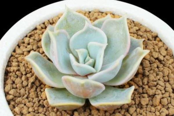 麗娜蓮多肉圖片大全（含多頭老樁） 麗娜蓮特點與簡介