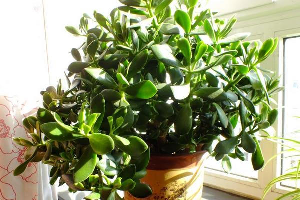 燕子掌能凈化空氣嗎 燕子掌有毒嗎