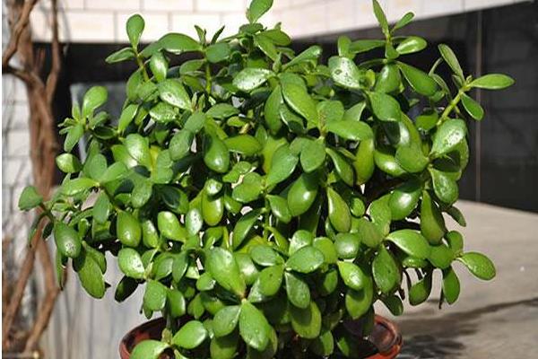 玉樹怎么養 玉樹的養殖方法（澆水、施肥）