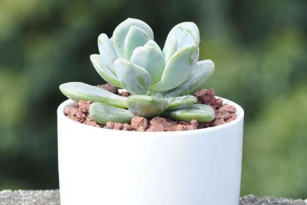 冬美人多肉圖片大全（含開花） 冬美人如何養