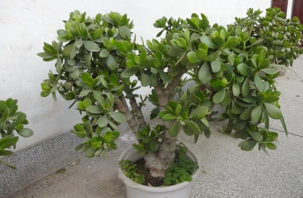 燕子掌生蟲了怎么辦 燕子掌怎么繁殖