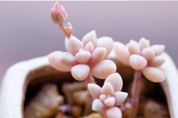 多肉姬秋麗圖片大全（含老樁） 姬秋麗特點與簡介