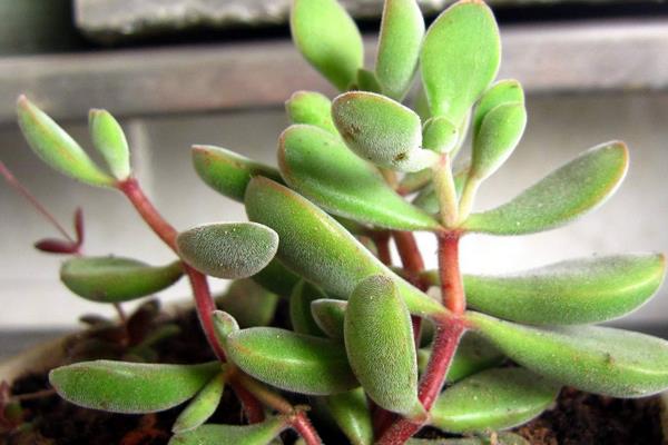 若歌詩養(yǎng)殖方法（爆盆） 多肉若歌詩的扦插繁殖方法