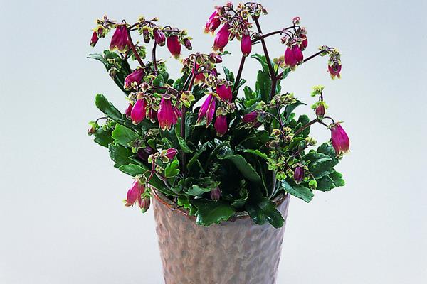 宮燈長壽花一年開幾次（什么時候開花） 宮燈長壽花澆水施肥技巧