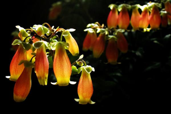 宮燈長壽花怎么養（修剪方法） 宮燈長壽花繁殖方法