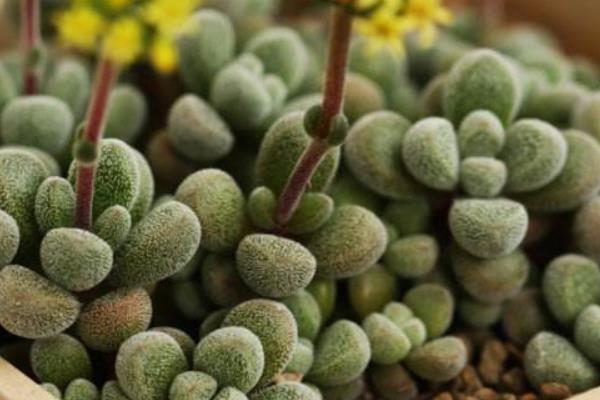 多肉植物若歌詩圖片大全（老樁） 若歌詩特點及簡介