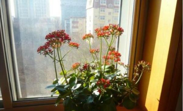 宮燈長壽花怎么養（修剪方法） 宮燈長壽花繁殖方法