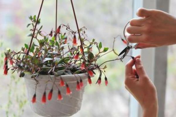 宮燈長壽花怎么養（修剪方法） 宮燈長壽花繁殖方法