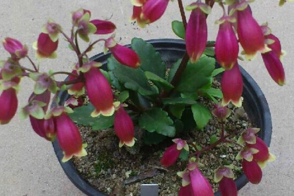 宮燈長壽花怎么養（修剪方法） 宮燈長壽花繁殖方法