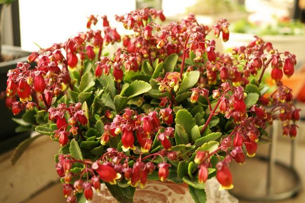 宮燈長壽花怎么養（修剪方法） 宮燈長壽花繁殖方法