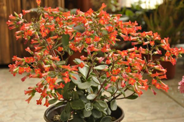 宮燈長壽花怎么養（修剪方法） 宮燈長壽花繁殖方法