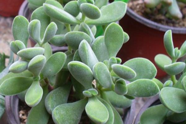 多肉植物若歌詩圖片大全(老樁) 若歌詩特點(diǎn)及簡介