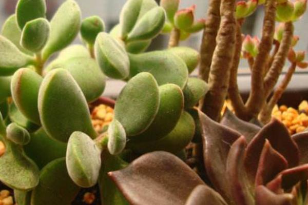 多肉植物若歌詩圖片大全(老樁) 若歌詩特點(diǎn)及簡介