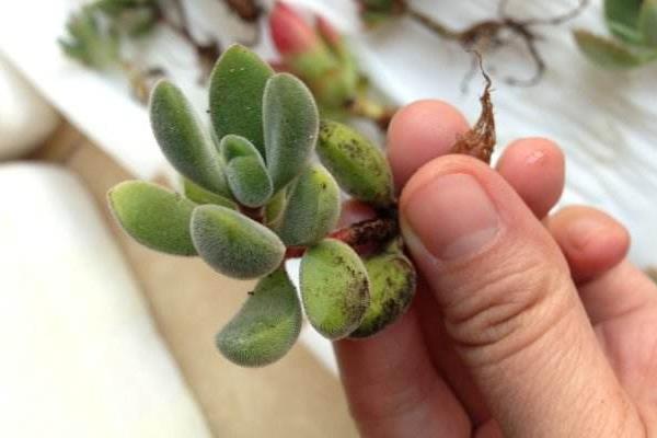 多肉植物若歌詩圖片大全(老樁) 若歌詩特點(diǎn)及簡介