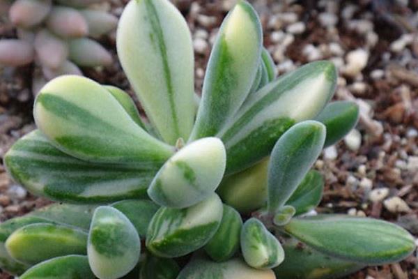 多肉植物若歌詩圖片大全(老樁) 若歌詩特點(diǎn)及簡介