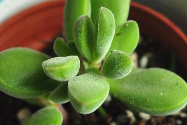 多肉植物若歌詩圖片大全(老樁) 若歌詩特點(diǎn)及簡介