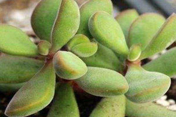 多肉植物若歌詩圖片大全(老樁) 若歌詩特點(diǎn)及簡介