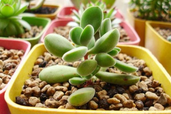 多肉植物若歌詩圖片大全(老樁) 若歌詩特點(diǎn)及簡介