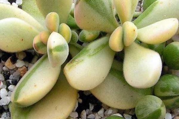 多肉植物若歌詩圖片大全(老樁) 若歌詩特點(diǎn)及簡介