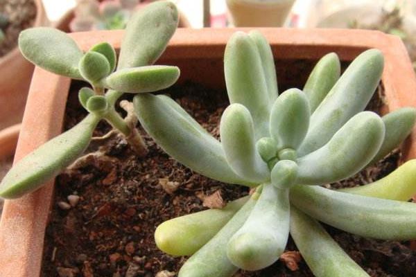 多肉植物若歌詩圖片大全(老樁) 若歌詩特點(diǎn)及簡介