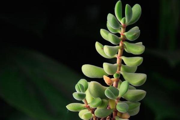 多肉植物若歌詩圖片大全(老樁) 若歌詩特點(diǎn)及簡介