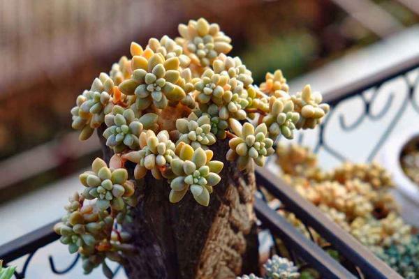 多肉植物姬秋麗屬于什么季節(jié)生長 姬秋麗徒長的處理辦法