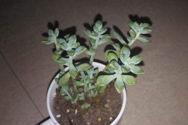 多肉植物姬秋麗屬于什么季節(jié)生長 姬秋麗徒長的處理辦法