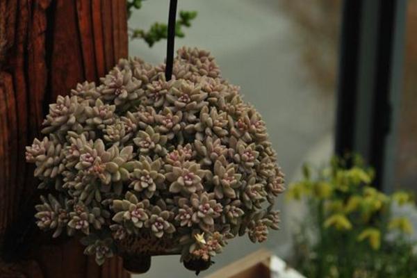 多肉植物姬秋麗屬于什么季節(jié)生長 姬秋麗徒長的處理辦法