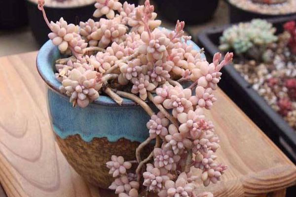 多肉植物姬秋麗屬于什么季節(jié)生長 姬秋麗徒長的處理辦法