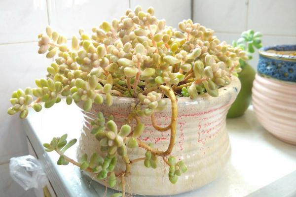 多肉植物姬秋麗屬于什么季節(jié)生長 姬秋麗徒長的處理辦法