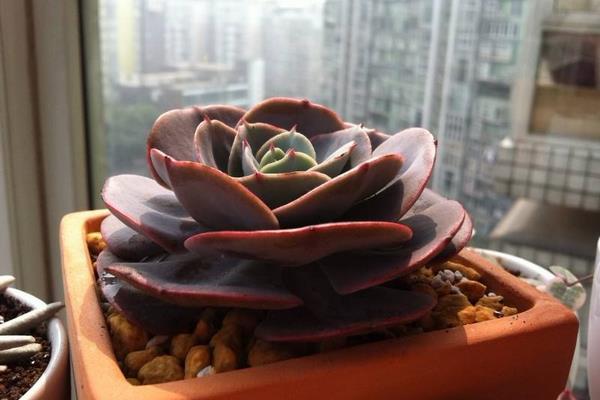 紅粉臺閣圖片大全（含老樁） 紅粉臺閣特點與簡介