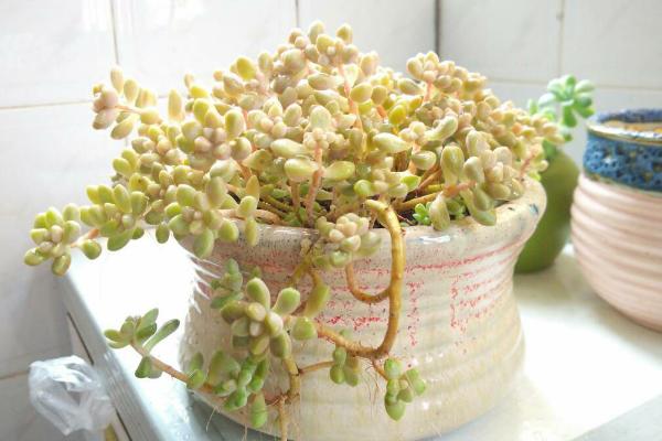 姬秋麗多肉怎么澆水、施肥 姬秋麗換盆注意事項