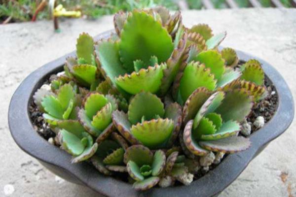 落地生根能直接吃嗎 落地生根有毒嗎