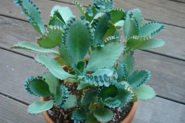 落地生根能直接吃嗎 落地生根有毒嗎