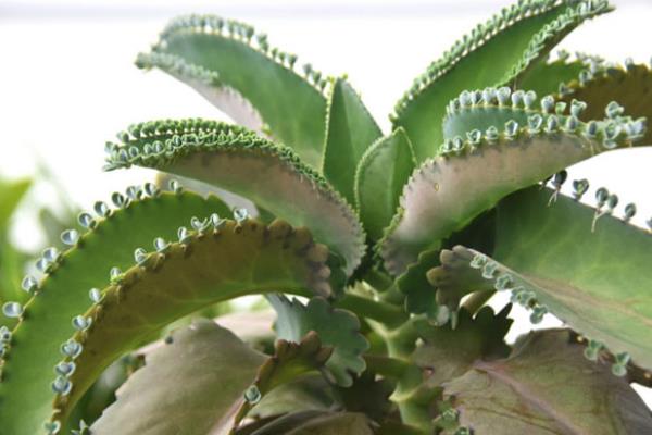 落地生根能直接吃嗎 落地生根有毒嗎