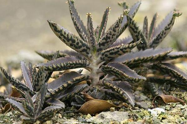 落地生根能直接吃嗎 落地生根有毒嗎