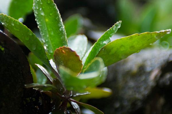 落地生根能直接吃嗎 落地生根有毒嗎