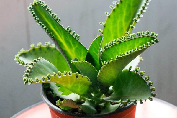 落地生根能直接吃嗎 落地生根有毒嗎