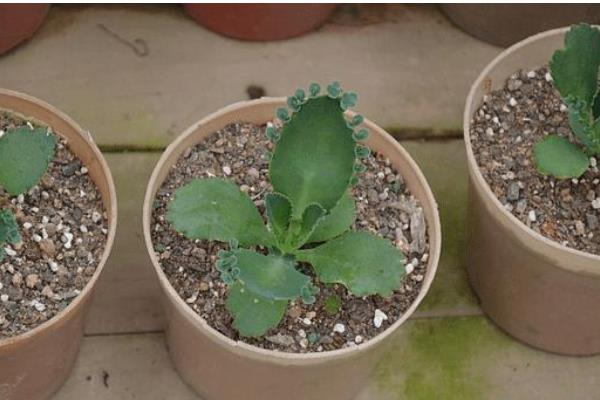 落地生根功效與作用及禁忌 落地生根特點(diǎn)與簡介