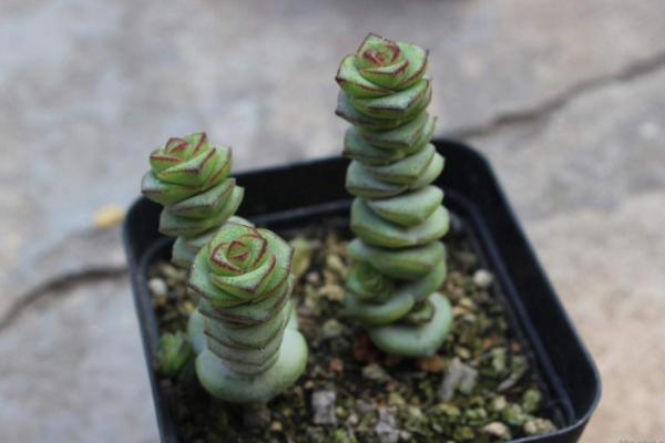 多肉錢串圖片大全（含開花） 多肉錢串怎么養護