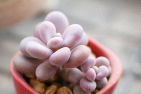 多肉植物桃之卵圖片大全（老樁） 桃之卵的特點和簡介