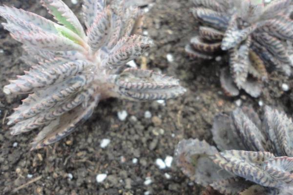 落地生根功效與作用及禁忌 落地生根特點與簡介