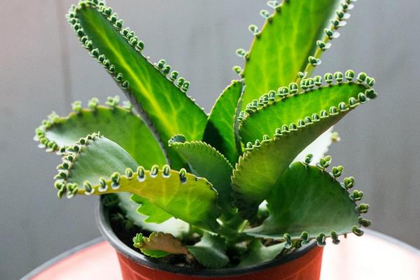 落地生根功效與作用及禁忌 落地生根特點與簡介